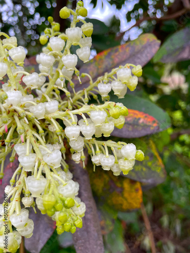 Pacific Madrone Blossoms 02