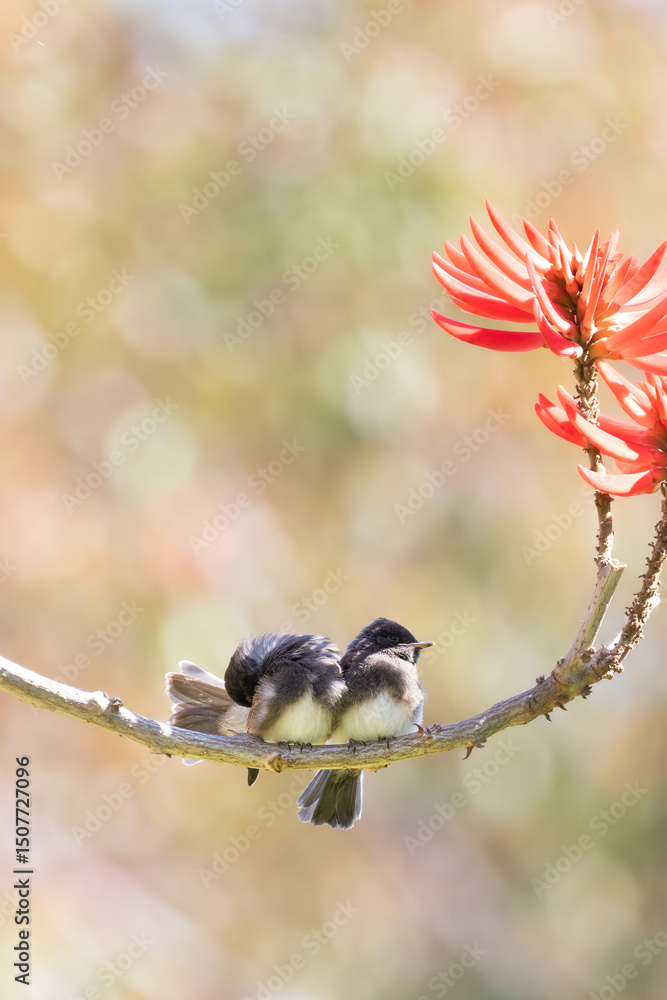Obraz premium black phoebe, February 14, Valentine's day, love, holiday, couple, illustration, romantic, attraction, February, romance, bird, animal wildlife, nature, outdoors