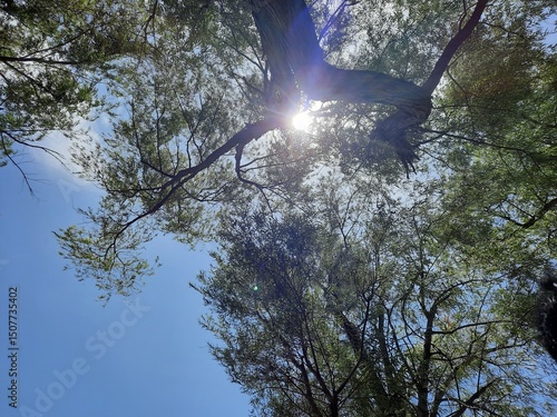 sun shining through trees