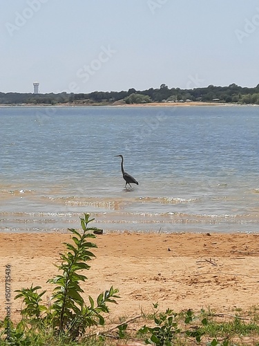 bird on the beach