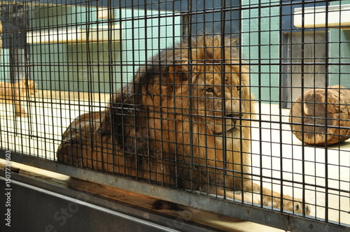 lion big cat in a cage in a zoo behind bars