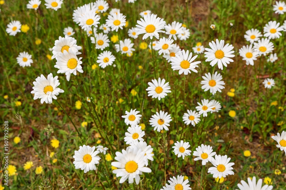 Fototapeta premium White daisies blooming in a field during summer