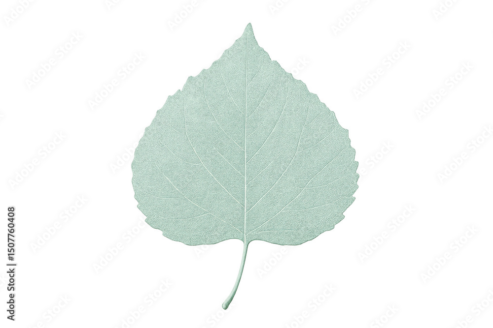 Fototapeta premium Poplar leaf with visible veins, isolated on transparent background, ideal for nature-themed projects