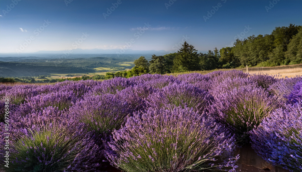 Obraz premium freshly picked lavender flowers arranged beautifully evoking a soothing atmosphere
