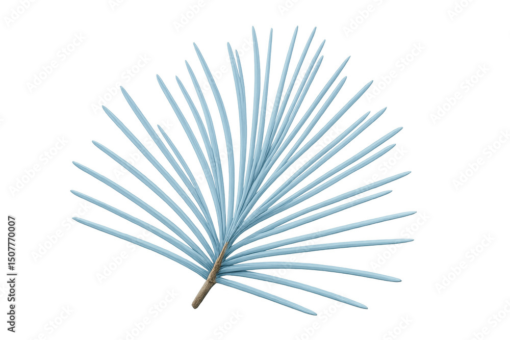 Fototapeta premium Tropical leaf with light blue needles and brown stem isolated on transparent background, perfect graphic for summer projects