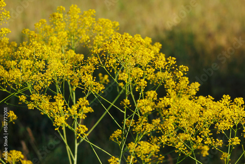 woad plant with yellow flowers

