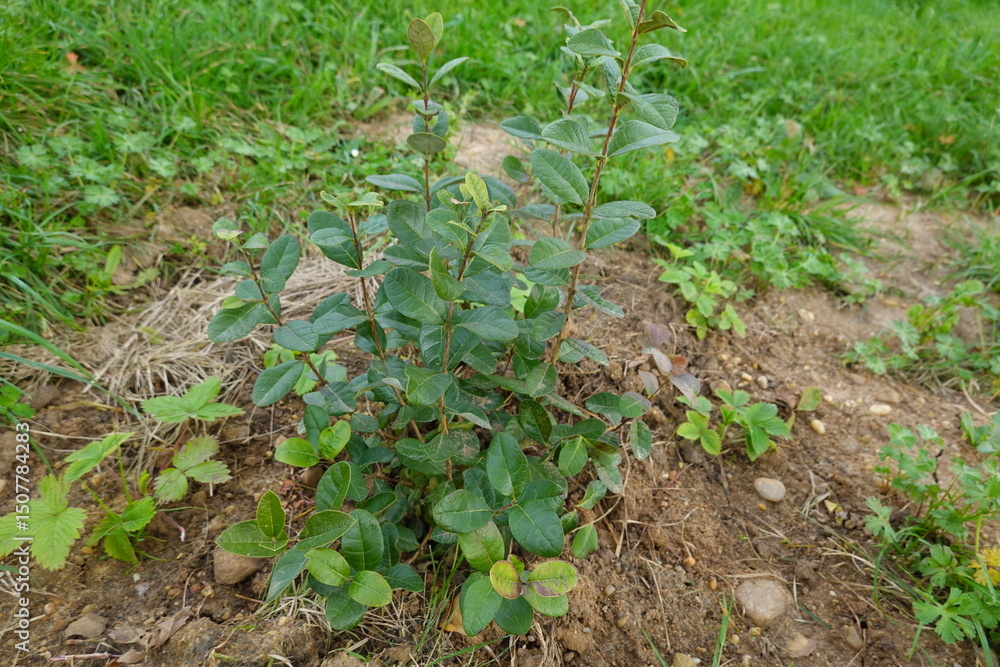 Obraz premium Young feijoa or pineapple guava plant growing in garden soil
