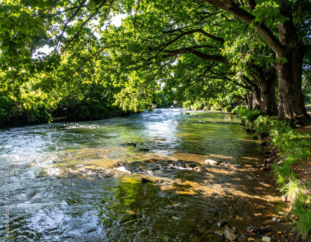 Naklejka premium Tranquil River Flowing Through Lush Green Trees in Bright Sunshine
