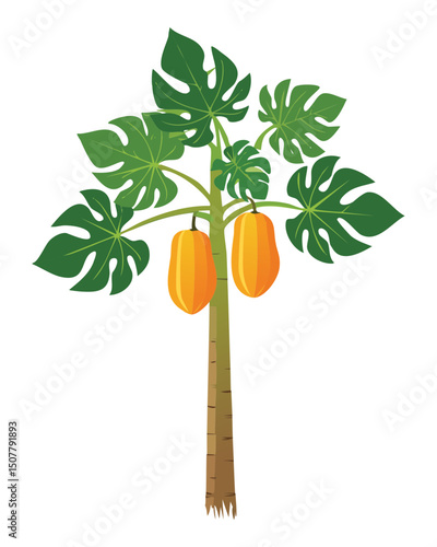Tall papaya tree with scattered fruits