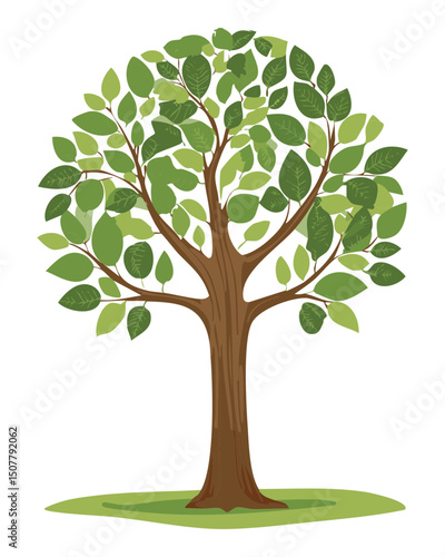 Green leafy tree with smooth trunk