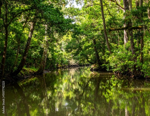 Serene River Scene Surrounded by Lush Green Forest Landscape