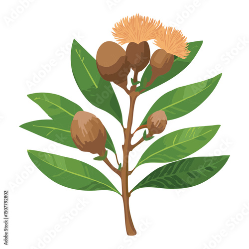 Sapodilla Branch with Fruit Bloom