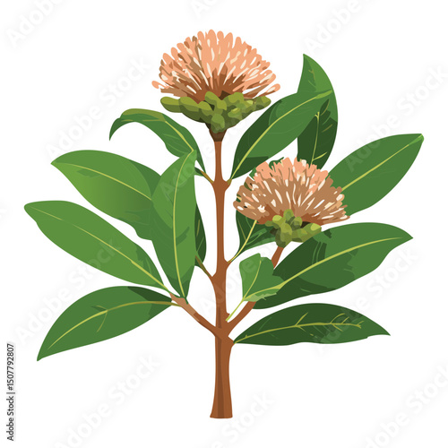 Blooming Sapodilla Plant Branch