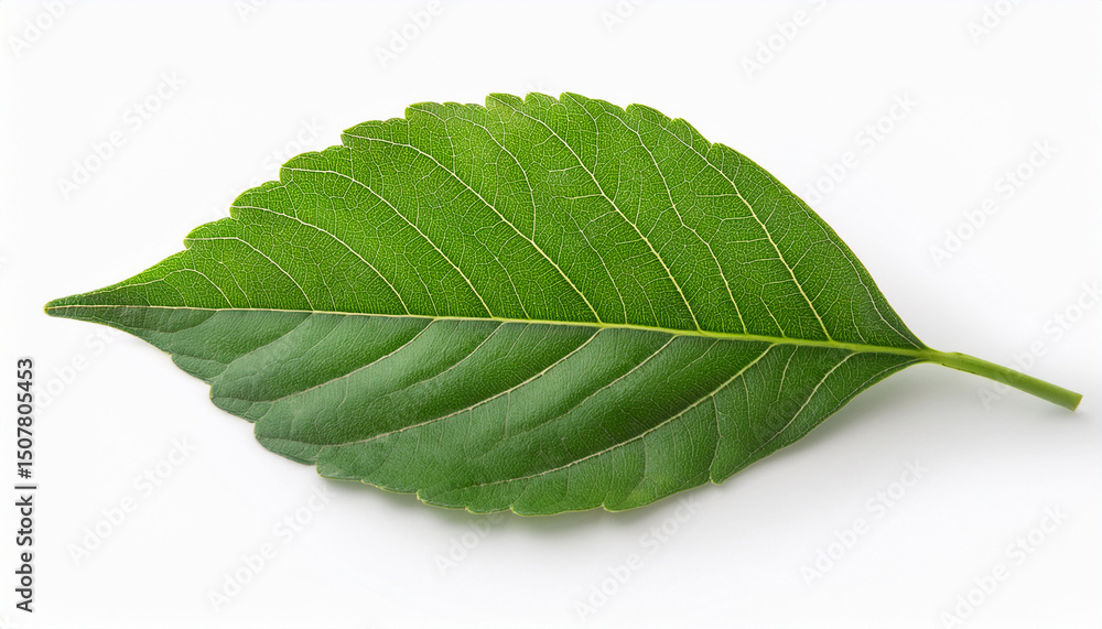 Obraz premium isolated image of a leaf on a white background