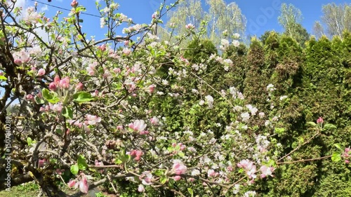 Wallpaper Mural Close up reveal of delicate pink and white apple (Malus domestica) blossoms transitions to reveal more of the flowering branches set against a backdrop of lush green conifers, likely Thuja species Torontodigital.ca