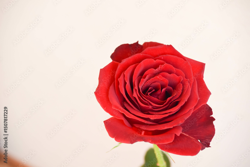 Fototapeta premium 赤いばら