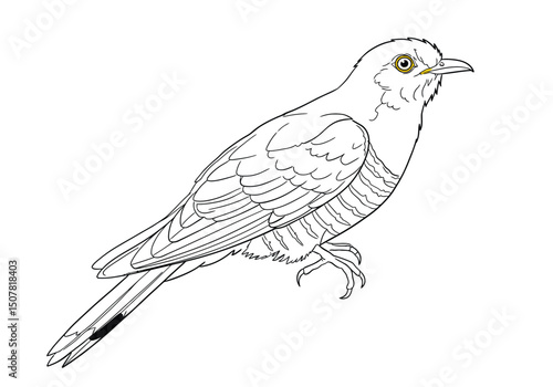 Cuckoo bird drawing. This black and white outline depicts a common cuckoo, a bird known for its distinctive call and brood parasitic behavior. Vector sketch line art draw.