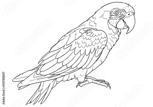Macaw drawing. This black and white outline depicts a macaw, a large, exotic parrot known for its prominent beak and colorful feathers. Vector sketch line art draw.