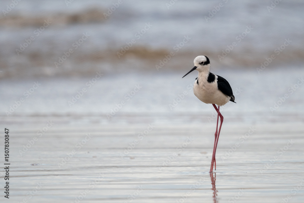 Obraz premium Black and white bird in the beach