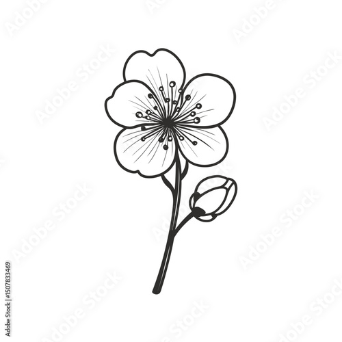 Single black line blossom with unopened bud makes a botanical minimalist flower drawing
