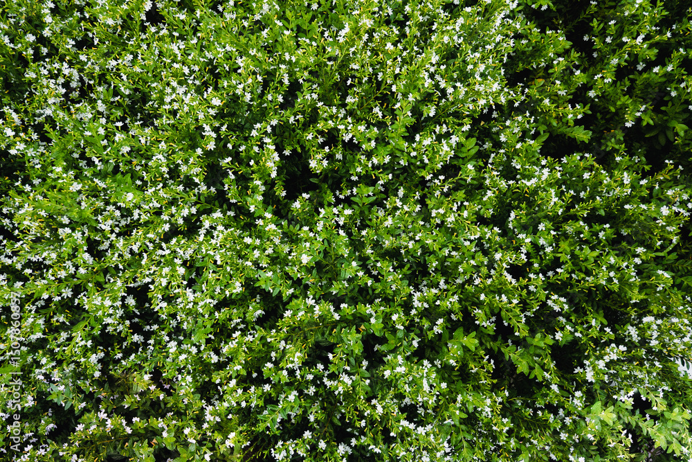 Obraz premium green leaves background