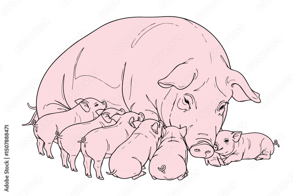 The drawing of the mother pig is feeding the baby vector milk. The drawing of the mother pig is feeding the baby vector milk.