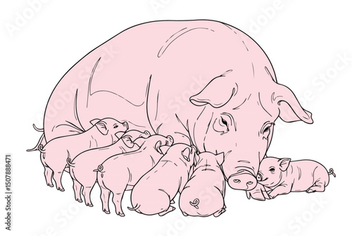 The drawing of the mother pig is feeding the baby vector milk.