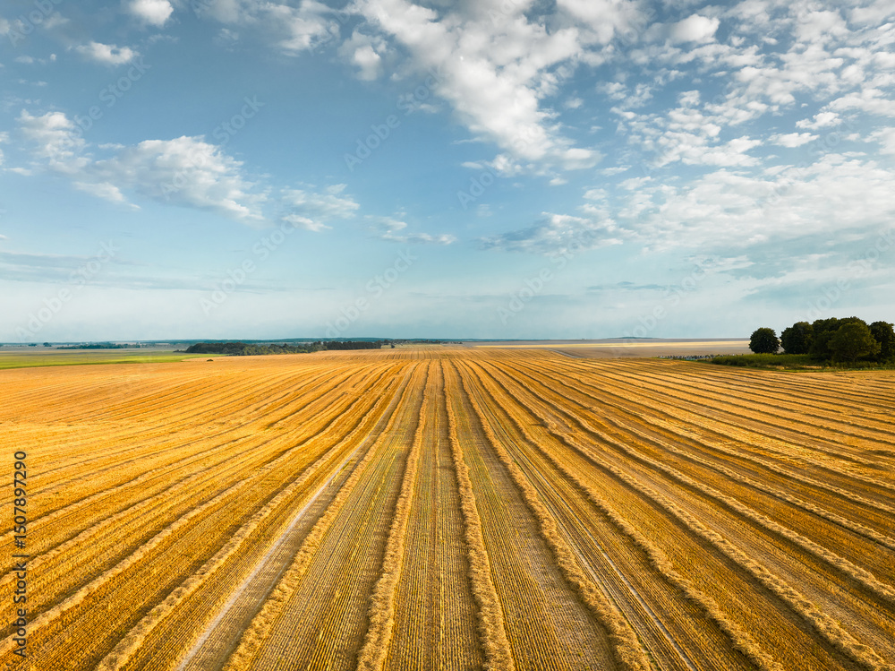 Fototapeta premium Landscape of agricultural field with wheat cut into rolls