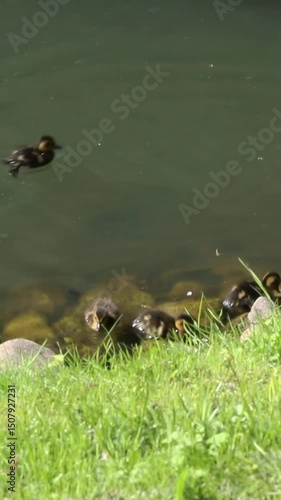 Duck family exploring pond edge with distinctive rocky shoreline lined with bright green grass. Adult ducks lead ducklings through dark water while navigating around stone obstacles creating subtle
