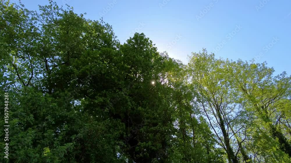 Magisches Sonnenlicht im grünen Blätterdach, grüne Blätter wiegen im leichten Wind hin und her, natürliche Leichtigkeit und Waldidylle für stimmungsvolle Naturmotive, Umwelt, Wald, Idylle, Jahreszeit
Magisches Sonnenlicht im grünen Blätterdach, grüne Blätter wiegen im leichten Wind hin und her, natürliche Leichtigkeit und Waldidylle für stimmungsvolle Naturmotive, Umwelt, Wald, Idylle, Jahreszeit