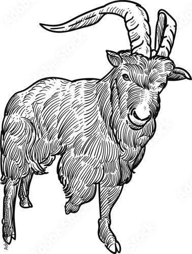Vintage hand drawn sketch black billy goat