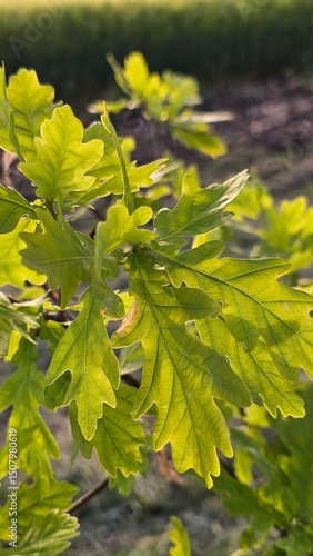 oak twig with an young spring leaves