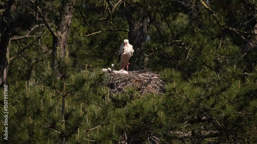 vidéo avec une maman cigogne sauvage au nid, avec ses trois oisillons, un jour de soleil, une nature sauvage d'une maman attentive qui veille sur sa nichée