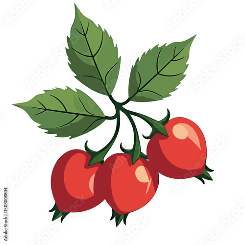 Rosehip Branch with Red Berries and Green Leaves Illustration, Botanical Drawing