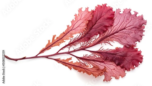 Crimson Seaweed Branch Edible Dulse Algae Isolated on White Background Marine Plant