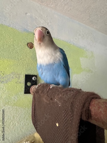 Exotic birds of the lovebird species