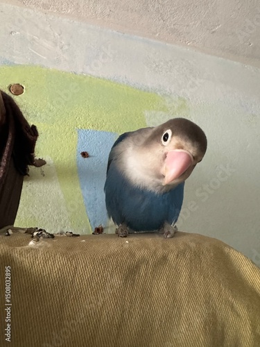 Exotic birds of the lovebird species