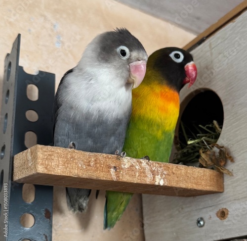 Exotic birds of the lovebird species