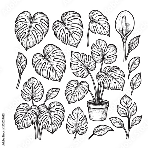 Monstera deliciosa plant and leaves. Hand drawn vector illustration in engraving style.