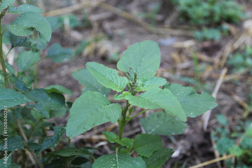 Fototapeta premium slender amaranth or the Amaranthus viridis green plant, flowers and seeds