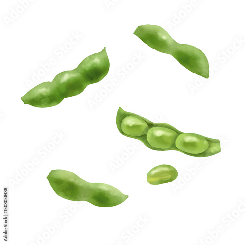 水彩風　茹でた新鮮な枝豆　さや付き