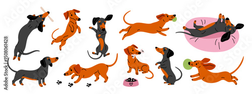 Cartoon happy dachshund character. Cheerful long dog, funny pet playing, eats and sleeps, different poses and activities, adorable pets stickers, puppy mascot garish vector isolated set