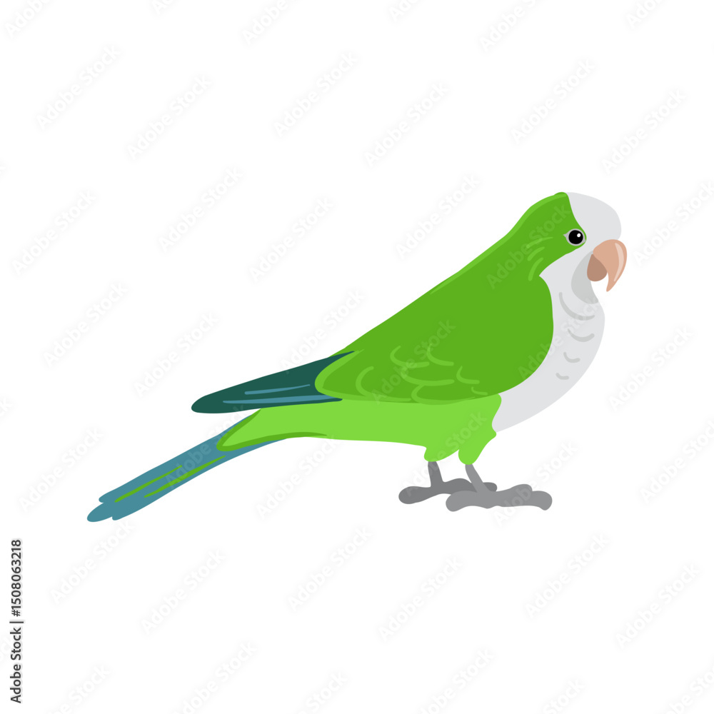 Fototapeta premium vector drawing bird, Quaker parrot, hand drawn monk parakeet, isolated nature design element