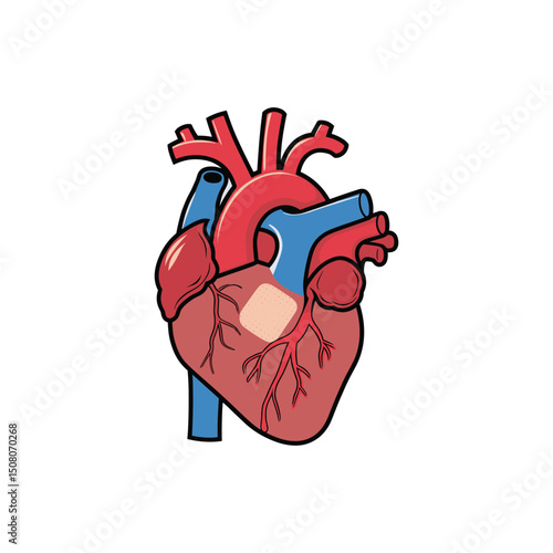 Human Heart Anatomy Illustration – Colorful Medical Organ Vector Drawing