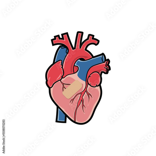 Human Heart Anatomy Illustration – Medical Organ Vector in Colorful Style