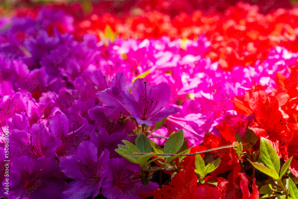 Fototapeta premium flower bed of azalea in spring