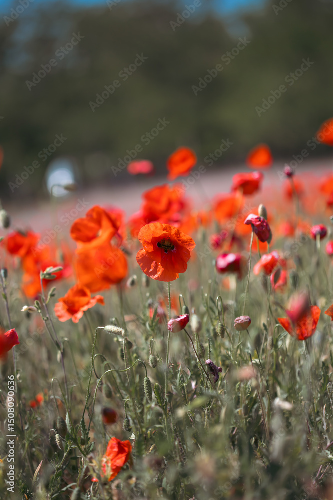 Fototapeta premium Poppie field in sunny day