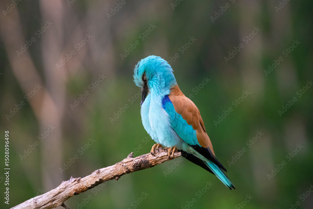 Obraz premium European roller (Coracias garrulus) bird.
