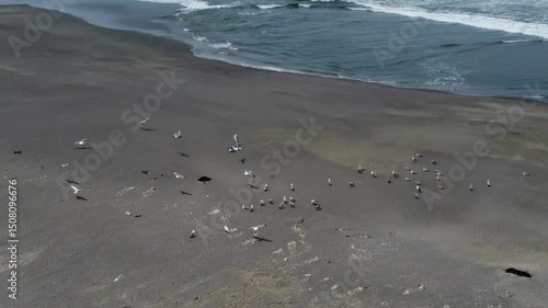 Wallpaper Mural Aerial shot of seagulls flying together near the ground at a sandy beach in California. Filmed from above on a sunny day as they fly over a river towards the ocean. 4K drone footage. Torontodigital.ca