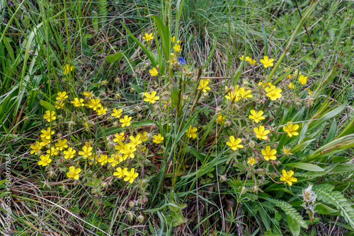 Wild yellow cinquefoil flowers growing in meadow grass